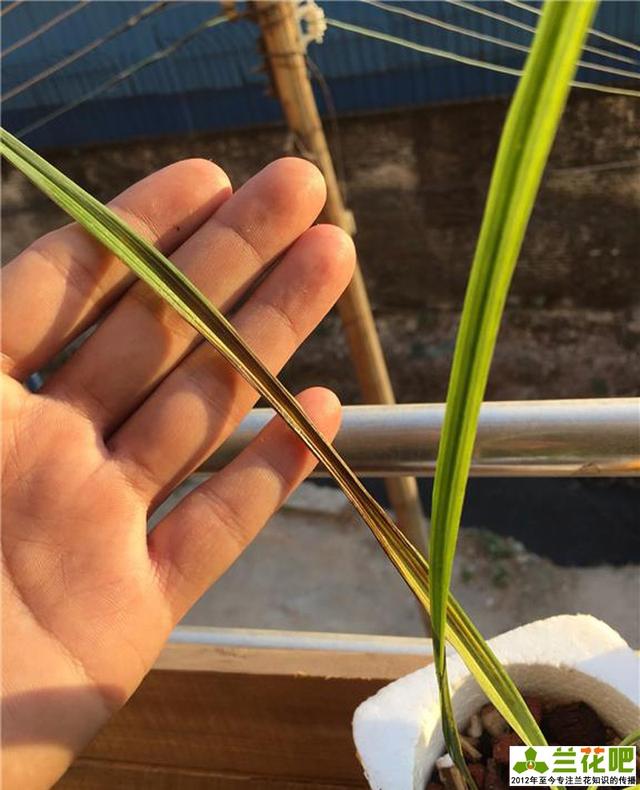 兰花叶子晒伤了怎么办?