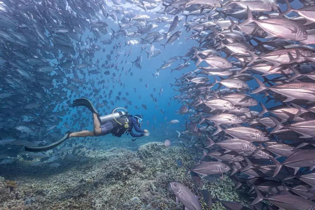 这20张超美的潜水照片,是你努力赚钱的全部理由!_海底