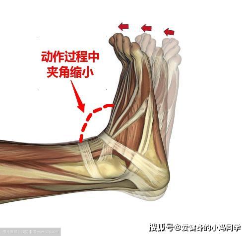 健身干货:如何改善足背屈功能受限?这些技巧全学会,告别伪深蹲