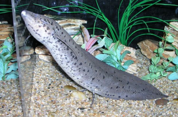 活了4亿年的肺鱼三五年不吃喝都能存活大灭绝都奈何不了它