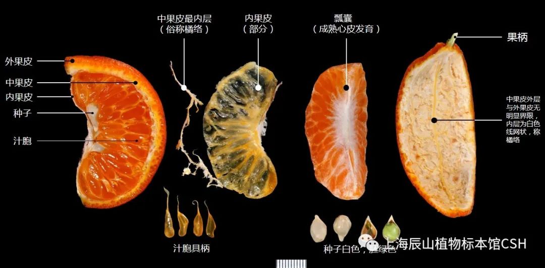 橘子解剖结构示意图图片