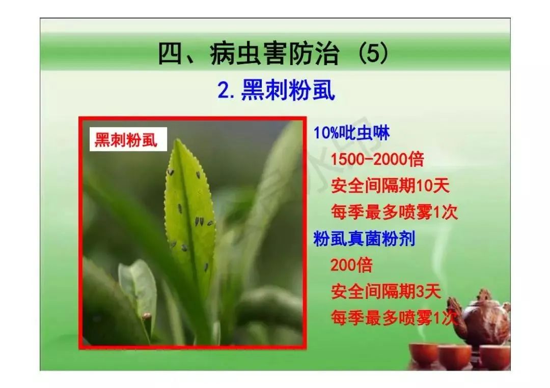 管理的关键时节,为有效提高春茶产量,质量,为全年茶叶生产打好基础,我