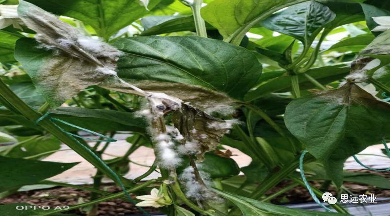 辣椒菌核病你了解吗