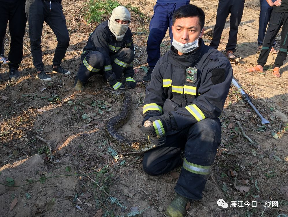 廉江:村民鸡鸭猫经常失踪 凶手竟然是大蟒蛇一家3口