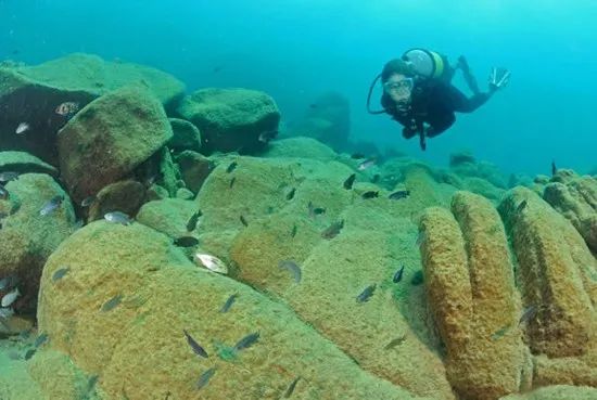 水族生物三湖慈鲷鱼之马拉维湖慈鲷鱼专题开篇1