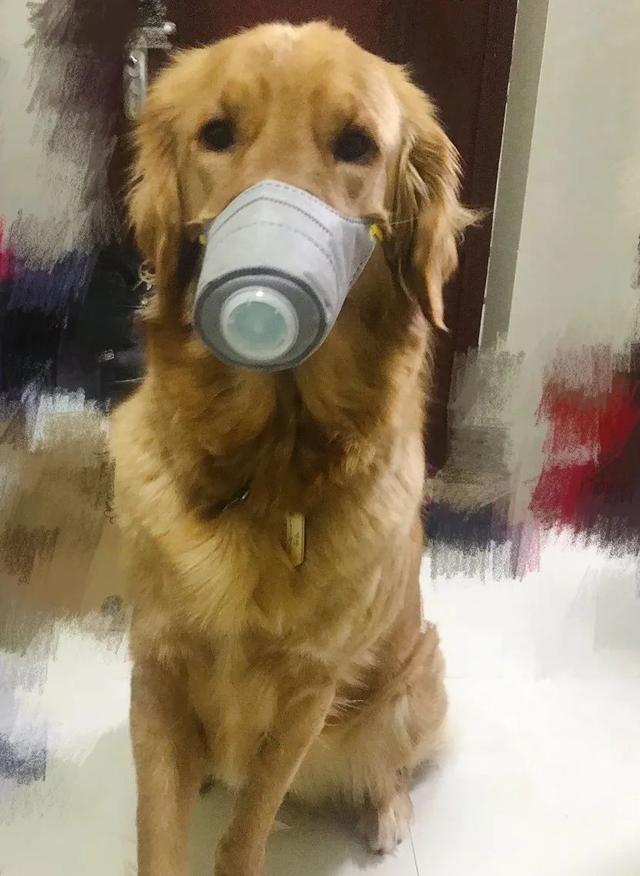 各地撒鼠药狗狗被毒死宠物医院不开门怎么预防治疗鼠药中毒