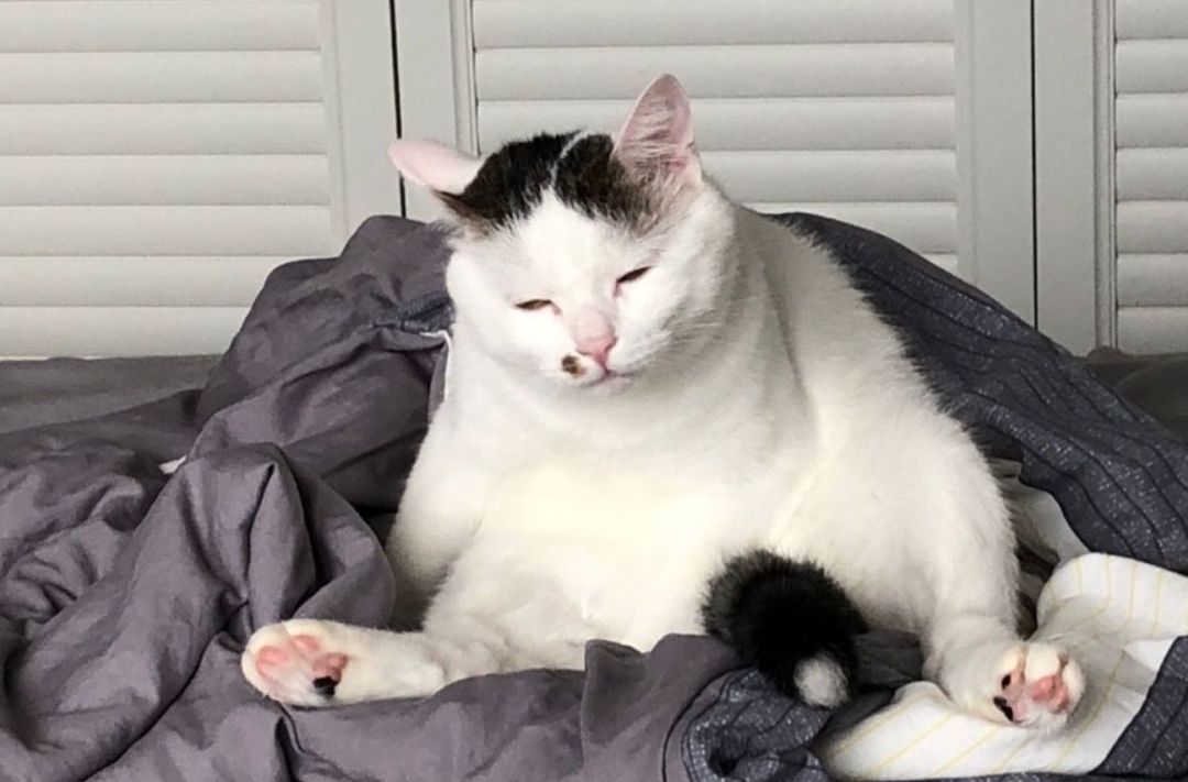 猫能丑成什么样子?看到第一张就笑喷了.对不起,是在下输了._眼睛