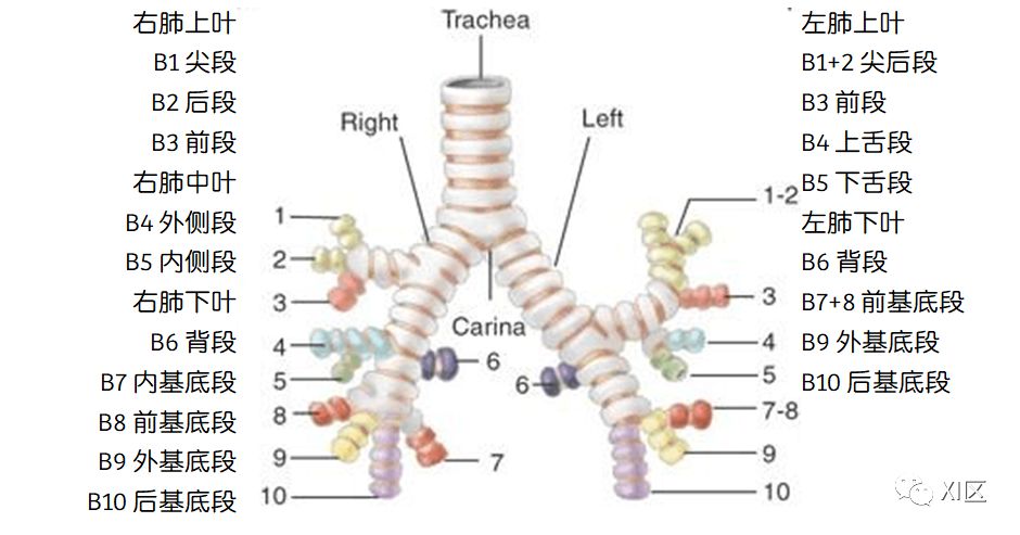 如此详细的肺部影像解剖有点儿酷