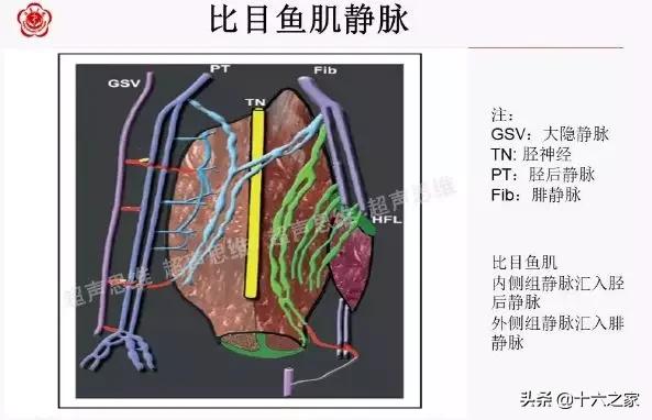 肌间静脉解剖图图片