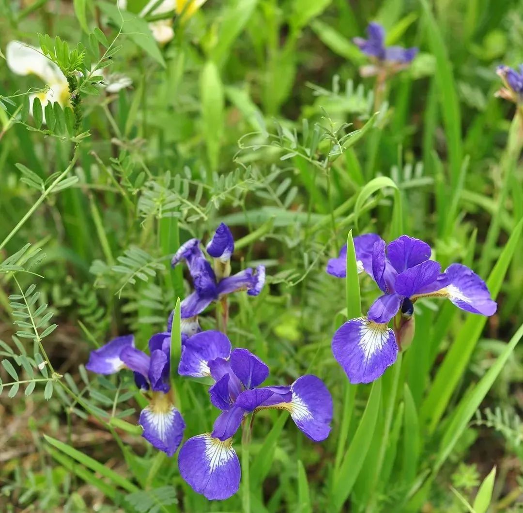 草地上的鳶尾花路邊的矢車菊~路邊不知名野草~下面這個不是野樹莓,小