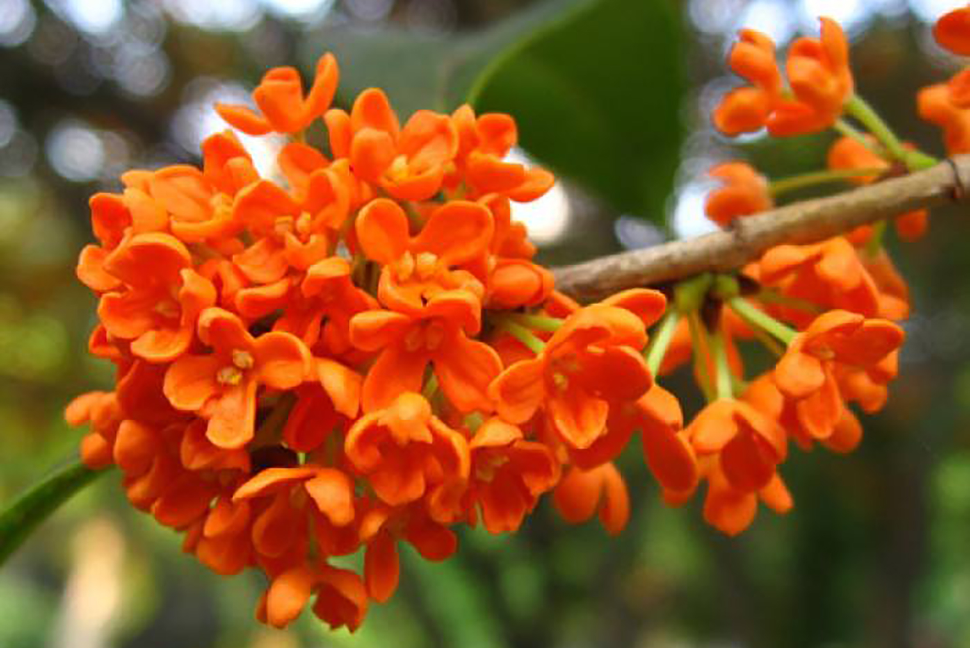 民间故事:丹桂飘香玉女来_公子