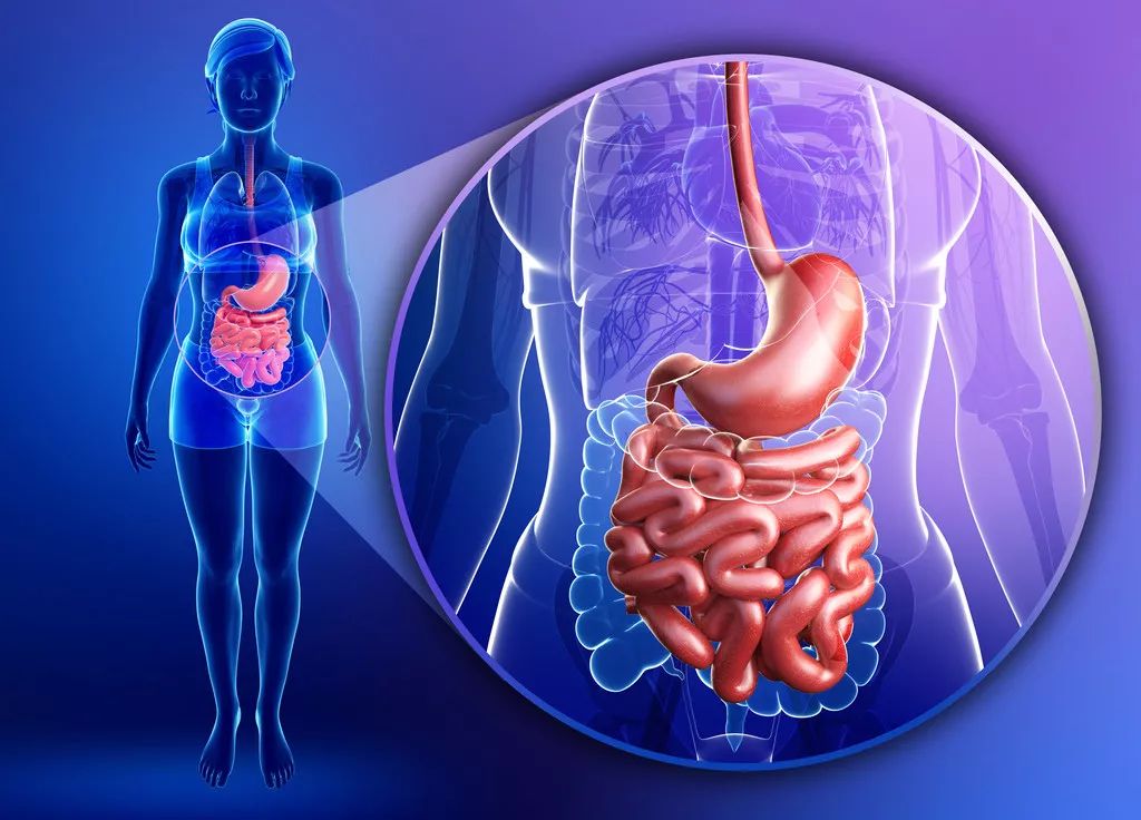 肠道是人体的第二大脑还与免疫相关快学这5招肠寿才长寿