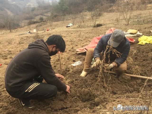 在文县桥头镇建华村海拔1900多米的纹党种植基地,农民们正在自家的