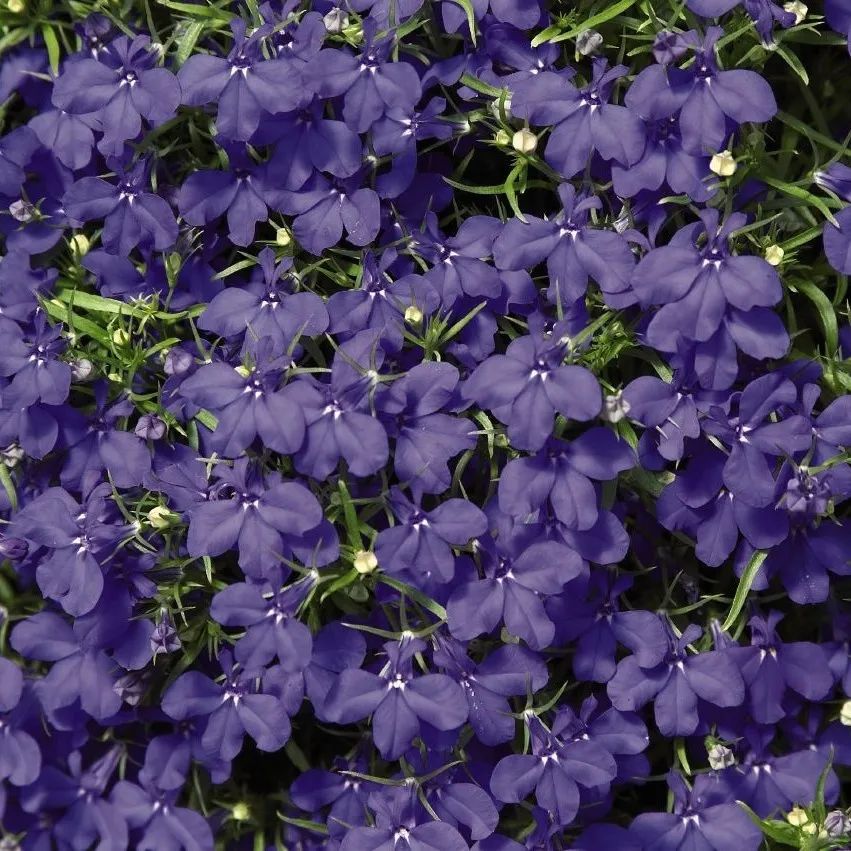 中世花卉好物精选六倍利今儿个就告诉你靛色怎么写