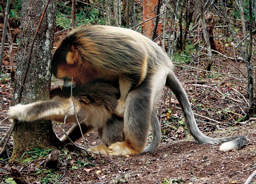 金丝猴那些事儿