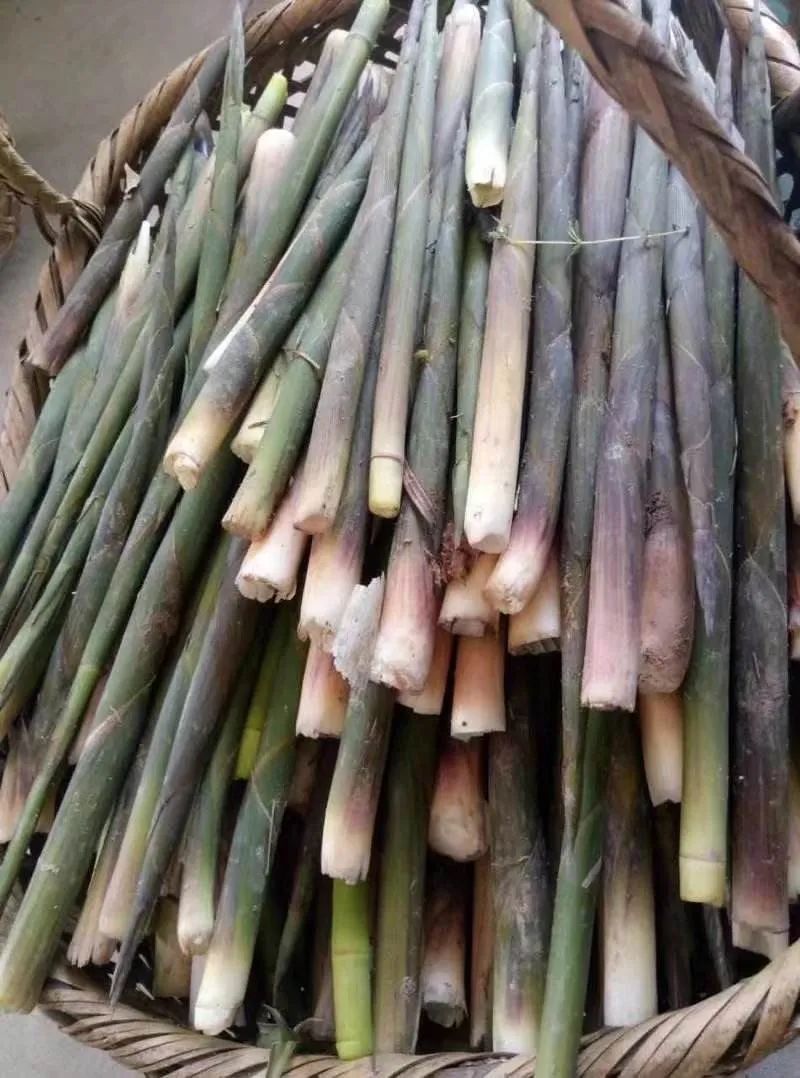 上山拔笋_竹笋