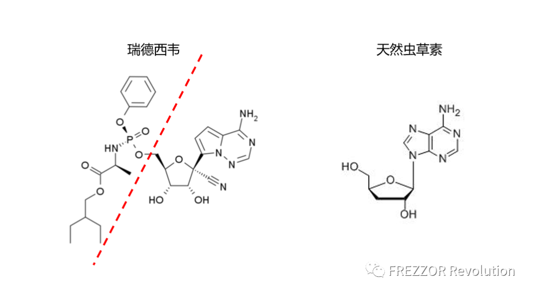 虫草素是一种脱氧核苷类似物比瑞德西韦这样的核苷酸类似物更容易进入