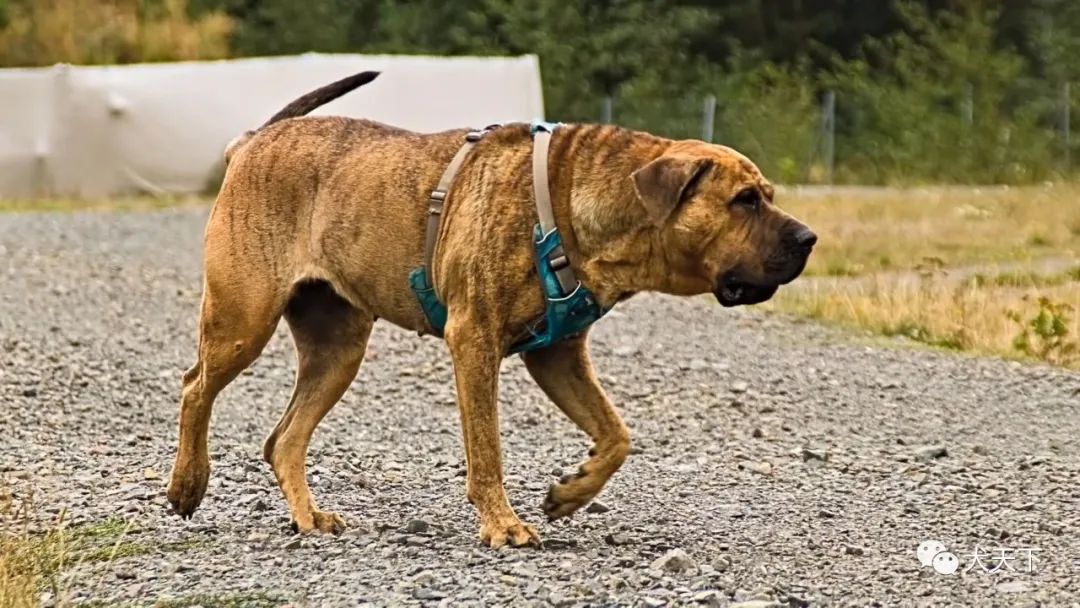 天下视野为格斗而生top10为打斗存在或繁殖的十大犬种