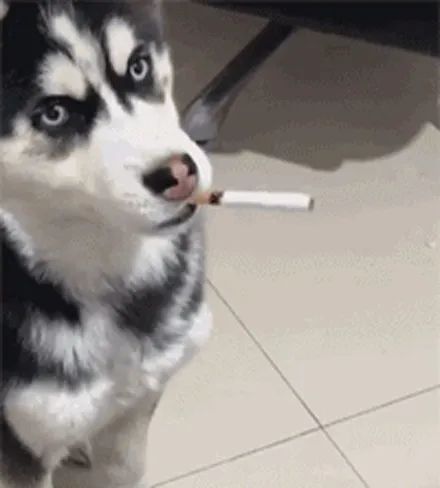 狗抽烟头像图片图片