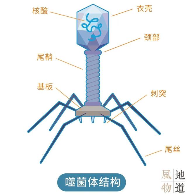 病毒如何改變世界?_噬菌體