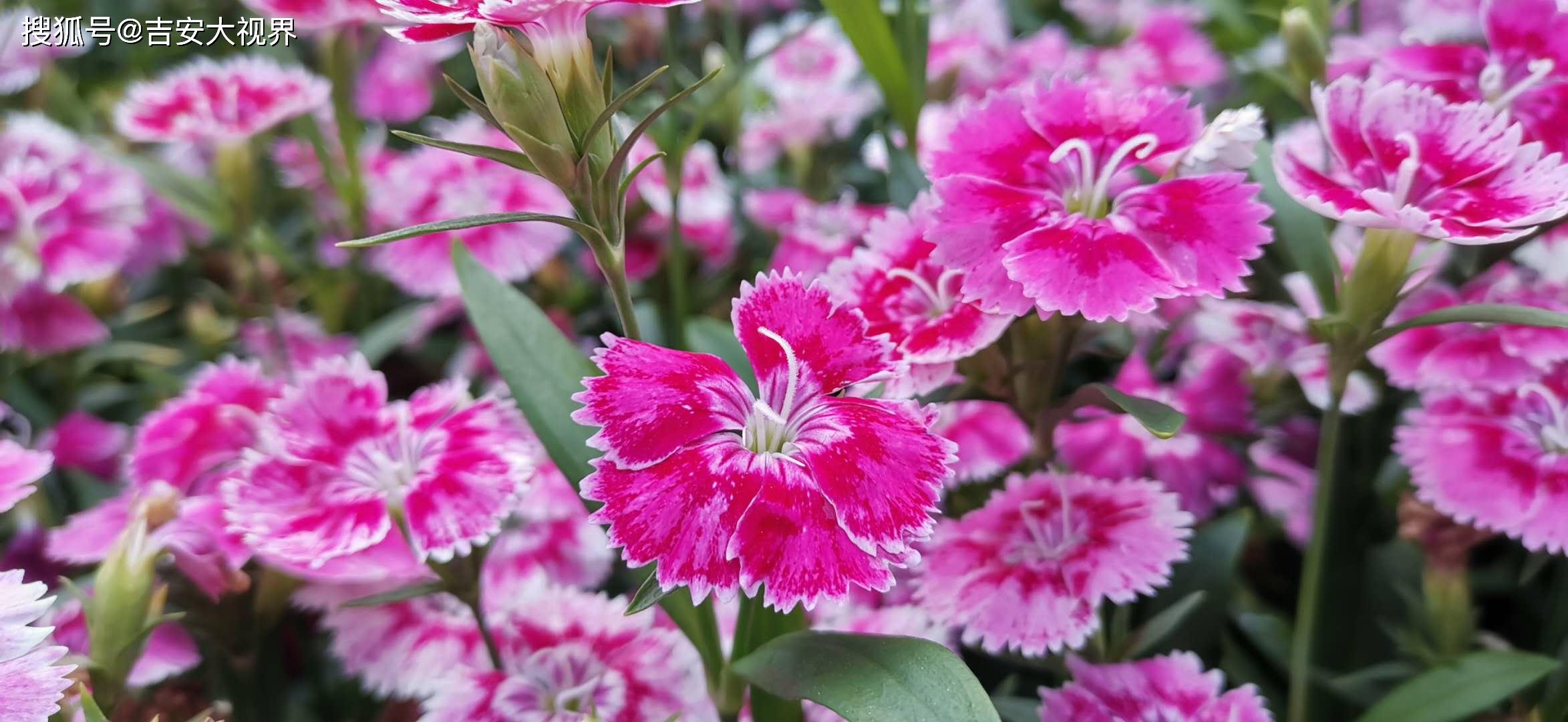 1/ 12 吉安视觉:色彩斑斓的石竹花 吉安视觉:色彩