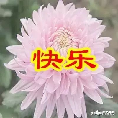 早上好祝你開心快樂每一天