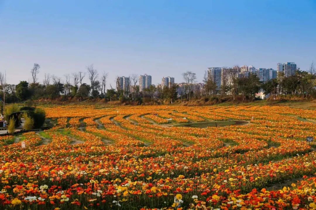 遂宁安居花海图片