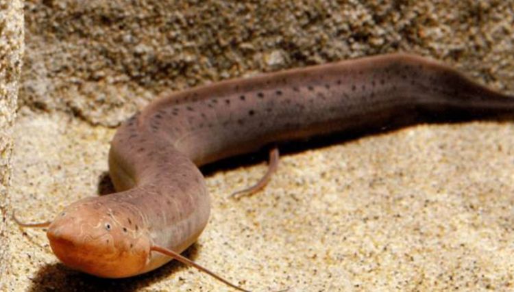 活了4亿年的肺鱼三五年不吃喝都能存活大灭绝都奈何不了它