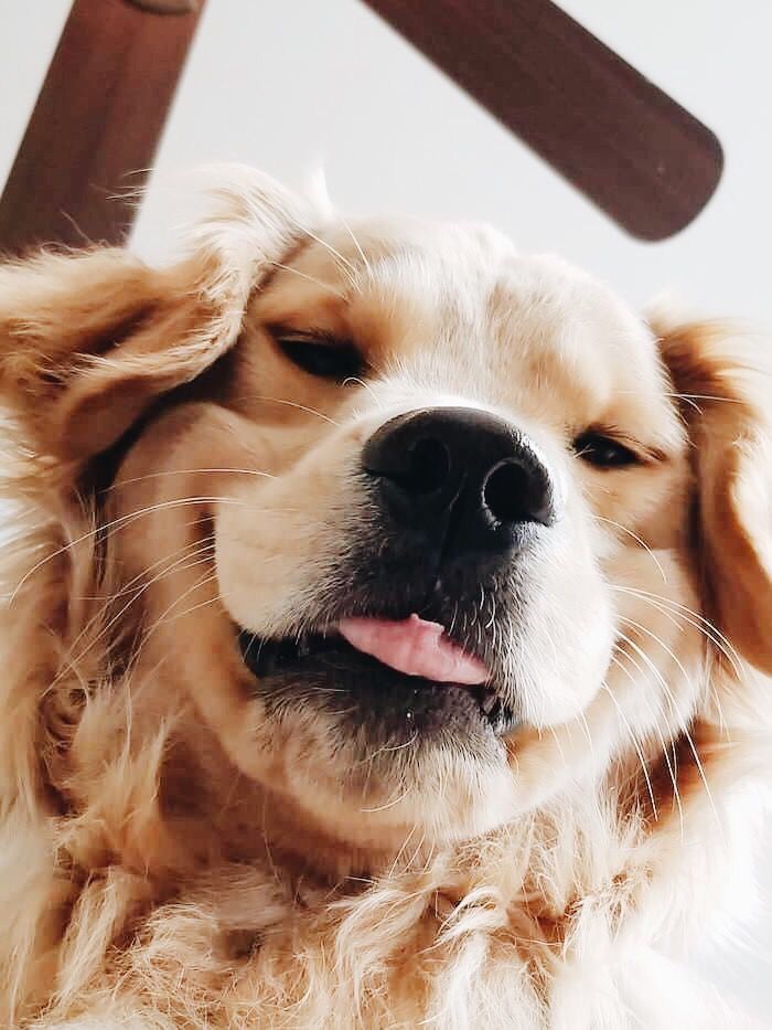 这组金毛照片太萌了!