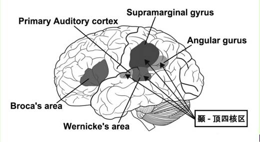 中英文大脑的差异上_hesiod