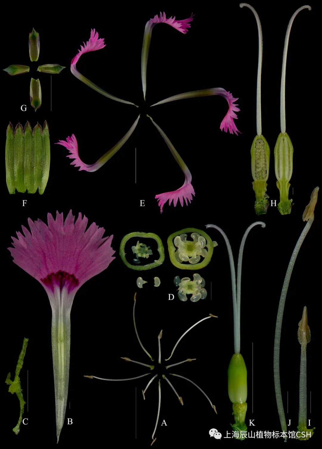 dianthus plumarius▲常夏石竹(a 雄蕊群离析;b 花瓣,分瓣片与瓣爪;c