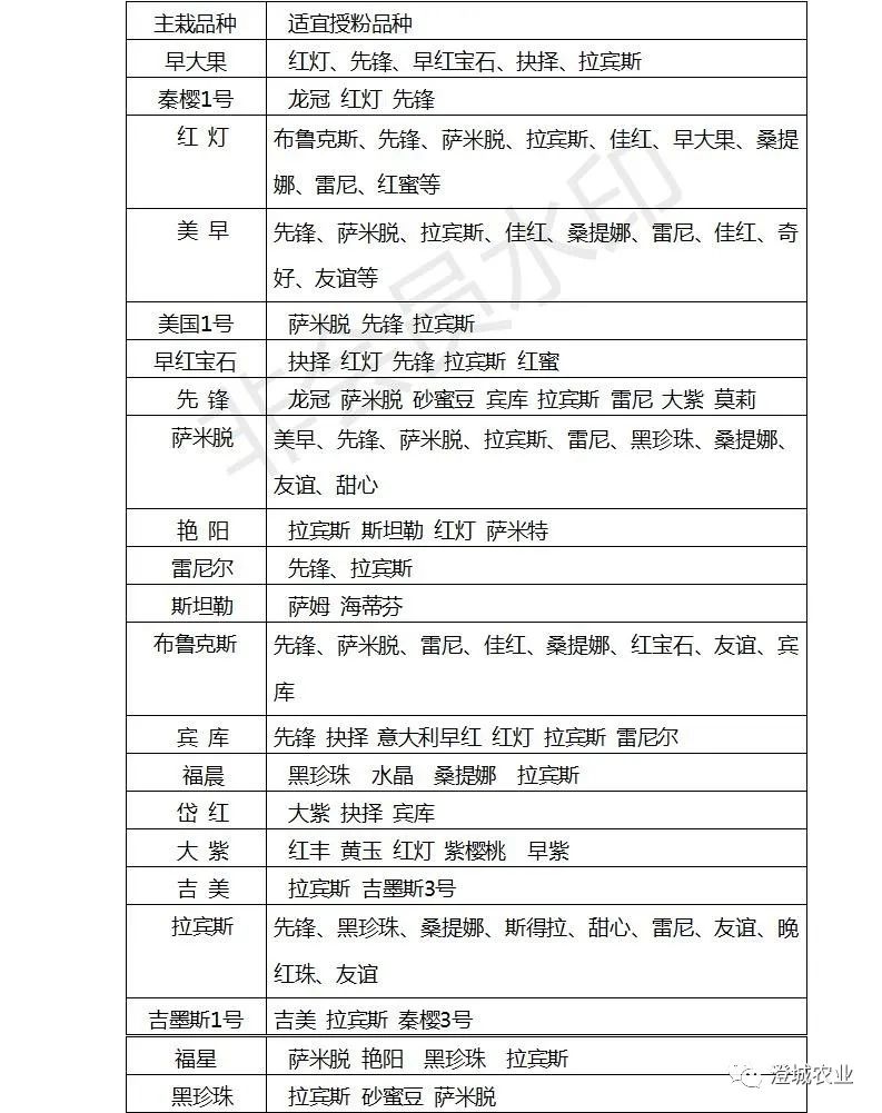 澄城县大樱桃春季建园关键技术_授粉