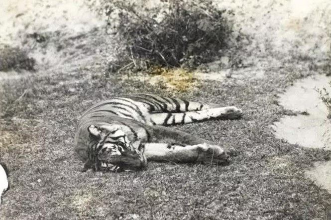 原创藏在人类欲望背后的悲鸣你听到了吗