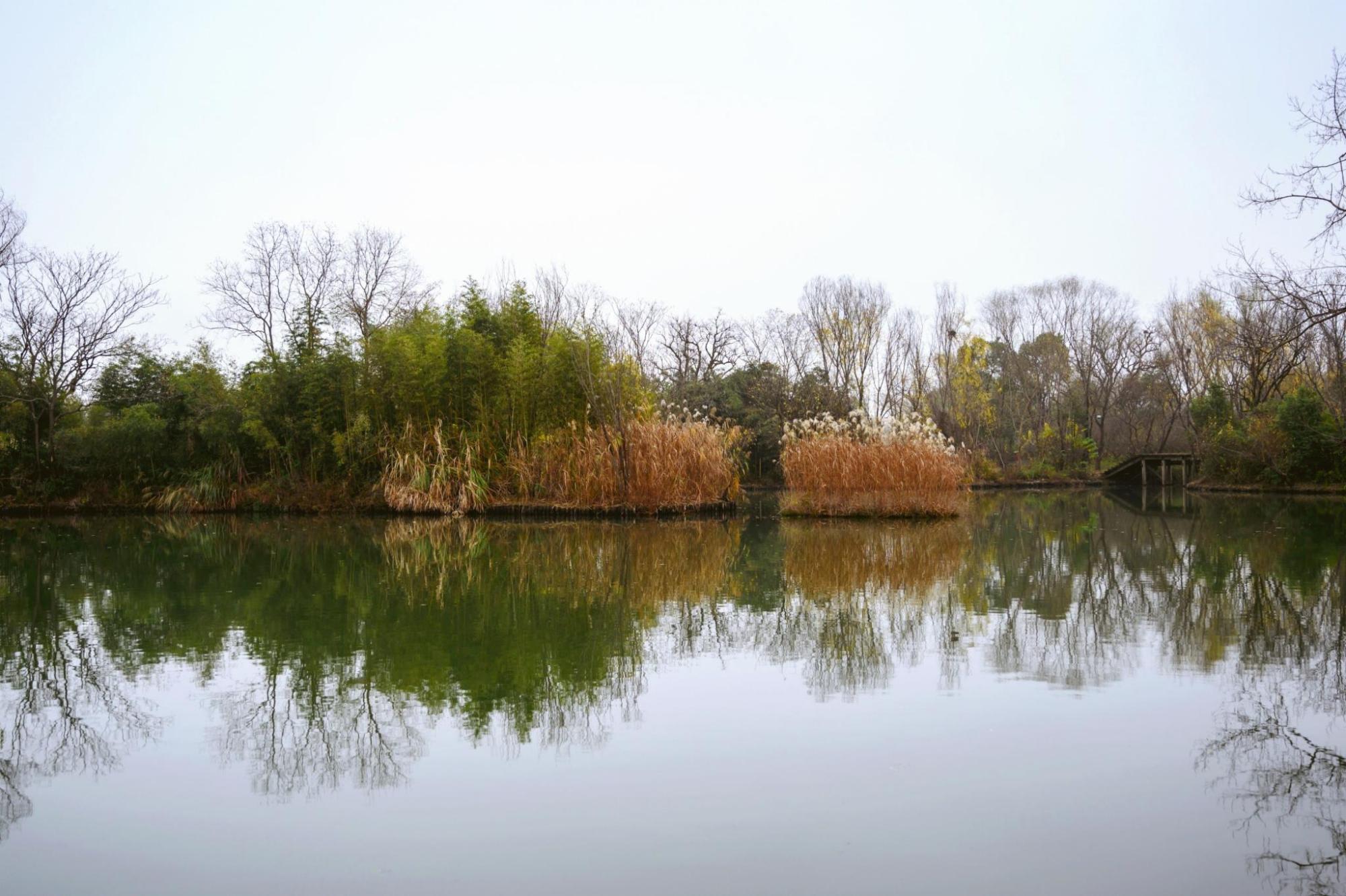 原創被譽為杭州之腎的西溪溼地值得去嗎網友景色比西湖還美