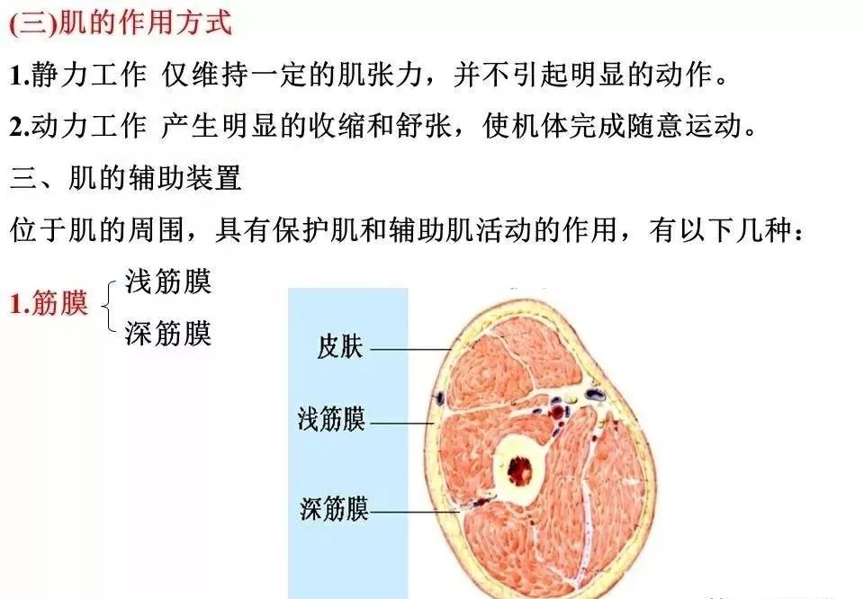 高清肌肉解剖圖片彙總大全