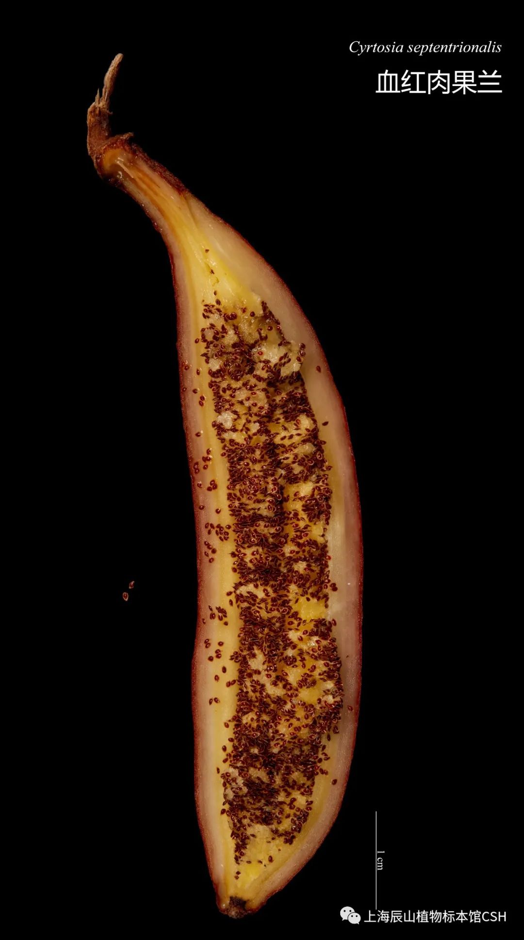 香蕉果实解剖结构图片