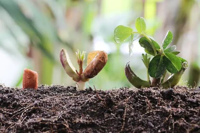 种植大豆真的能使土壤肥沃吗黄豆根瘤菌在土壤中的作用
