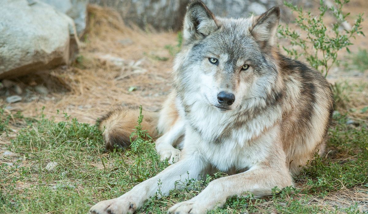 战斗力能与雌狮抗衡世界上最大的犬科动物北美灰狼