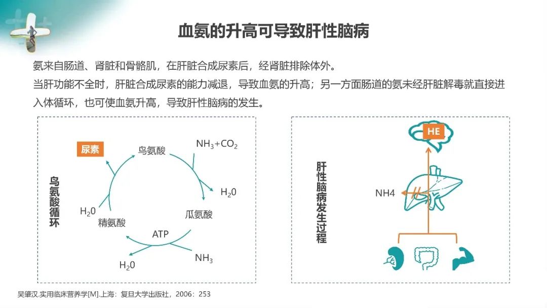 支链氨基酸的作用图片