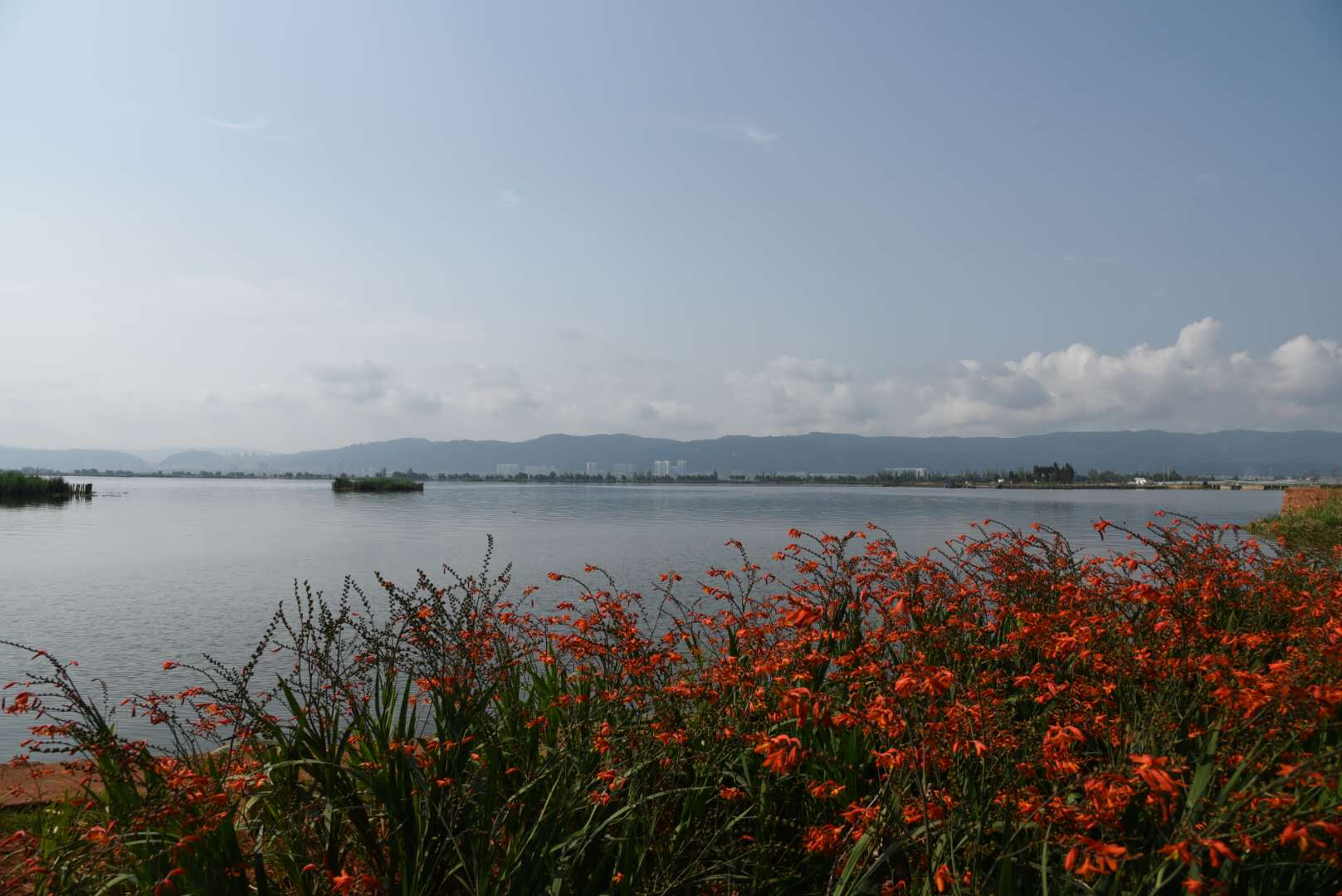 杞麓湖国家湿地公园春花烂漫正当时