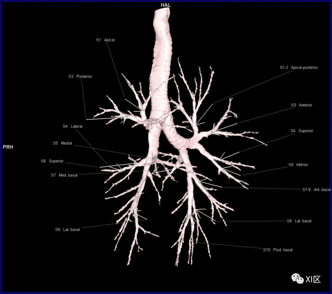 如此詳細的肺部影像解剖有點兒酷