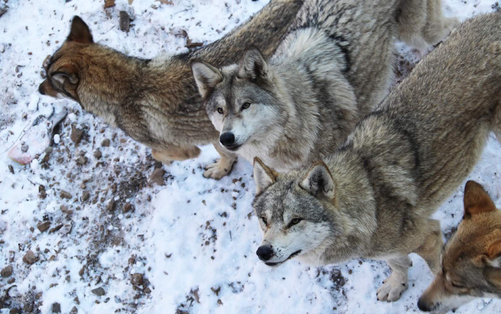 图10:野狼谷最具野性的野狼谷,看群狼争食,体验与狼共舞活动,激发狼性