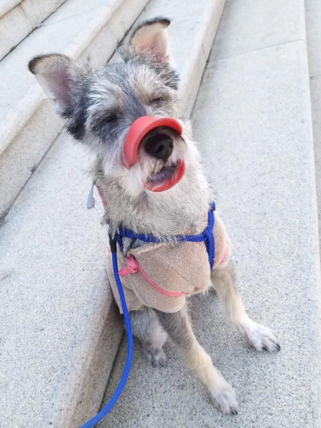 各地撒鼠药狗狗被毒死宠物医院不开门怎么预防治疗鼠药中毒