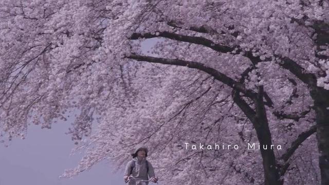 日剧《龙樱》中伴随主人公成长的就是一棵樱花树,而樱花季也是日本