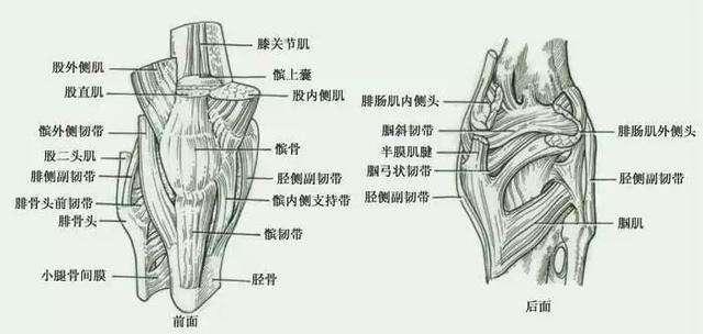原創常被忽視的膝關節韌帶損傷膝關節內側副韌帶
