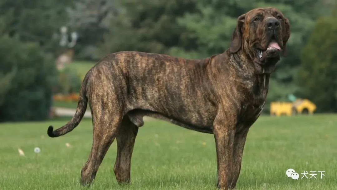 天下视野为格斗而生top10为打斗存在或繁殖的十大犬种