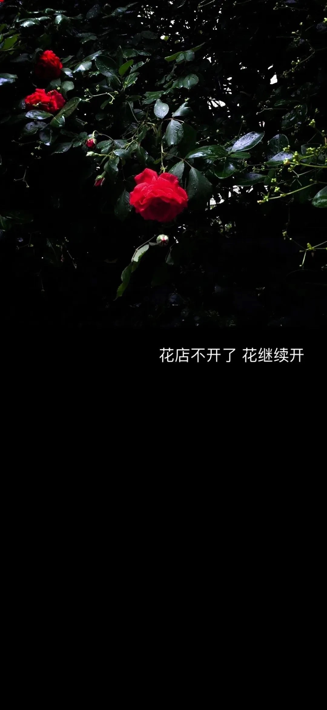 抖音壁纸找你聊天还不如和客服聊