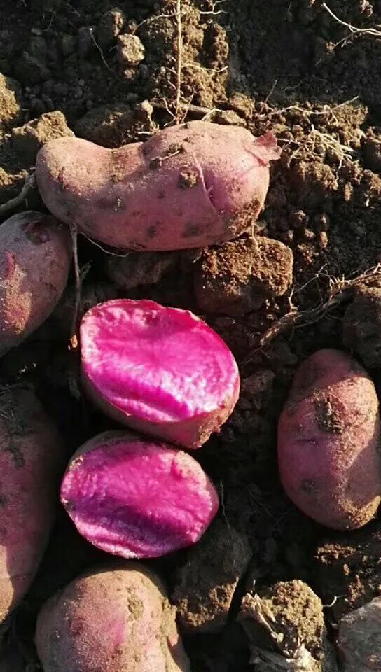 疫情助农行动欢迎选购特价内蒙古武川县特色农产品可以生吃的红美土豆