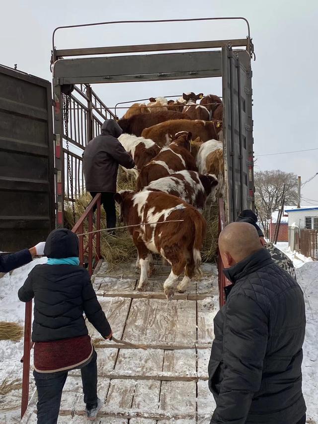 中国农村肉牛养殖抓牛的时候水很深新手养牛人要注意抓牛的陷阱