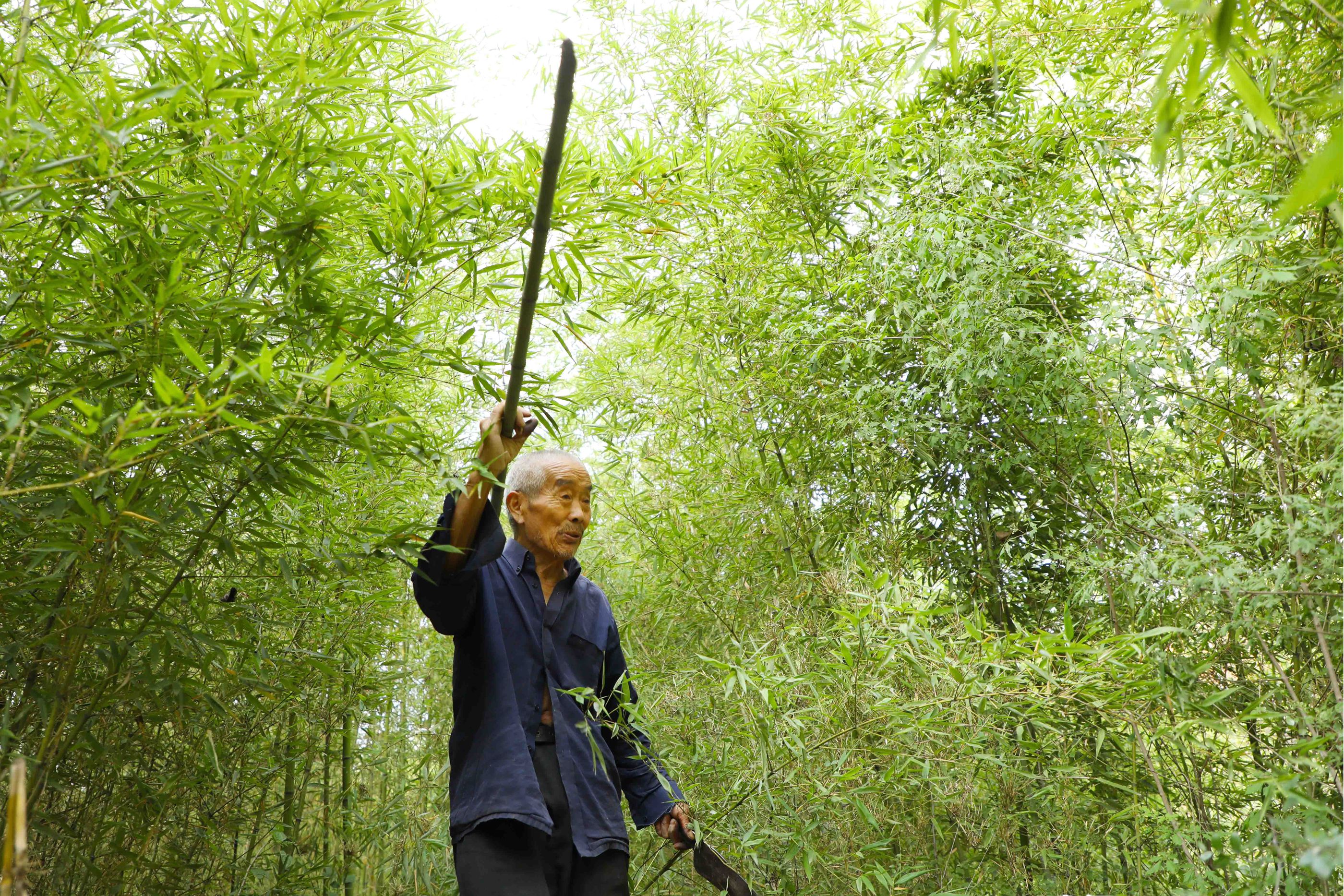 这里地处中条山区腹地的大山深处,四面环山的小山村竹林里只有老人一